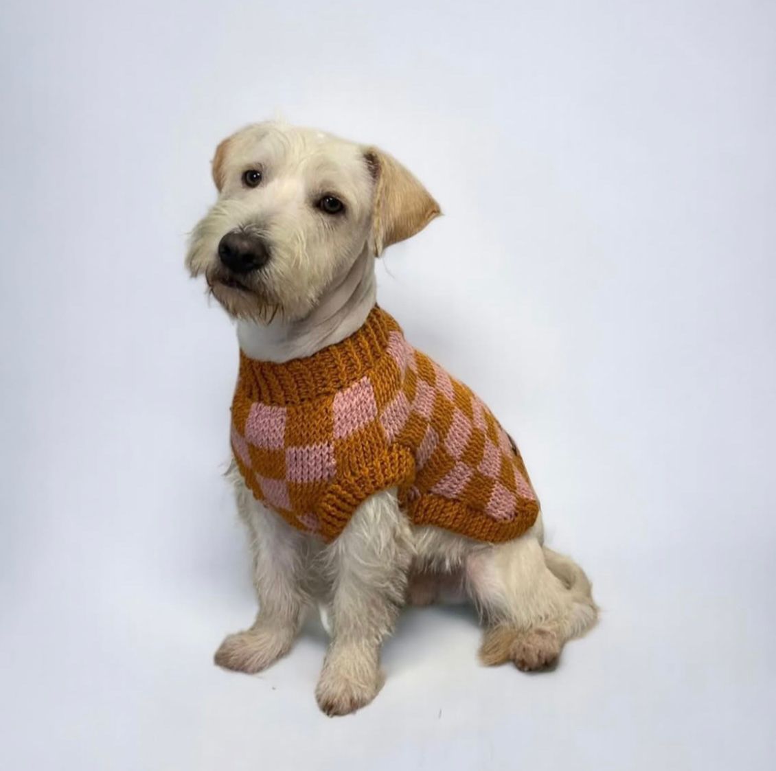 dog with a sweater on